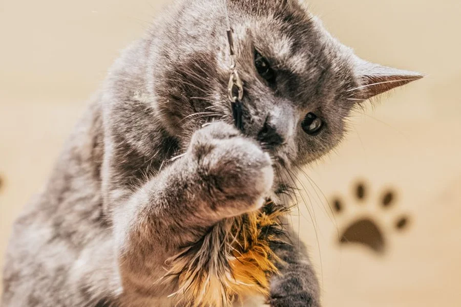 An active kitten playing with a feather toy to maintain daily physical fitness