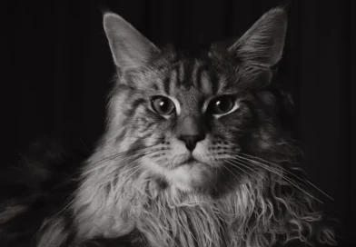 maine coon cat hero