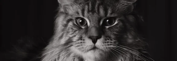 maine coon cat hero