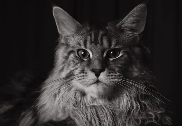 maine coon cat hero