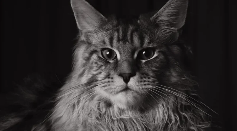 maine coon cat hero