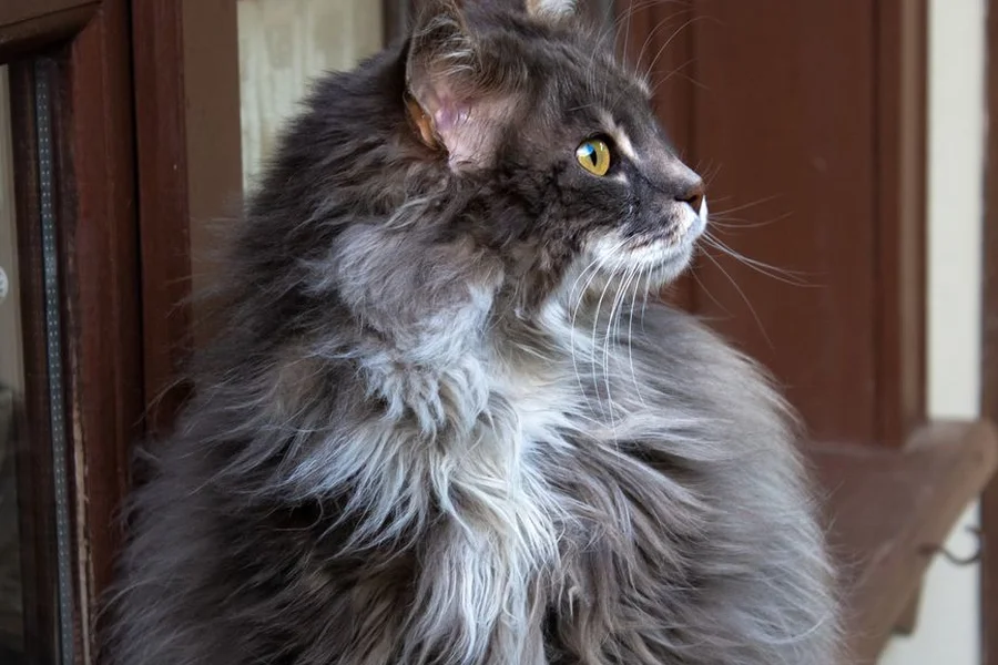 A fluffy longhaired Maine Coon cat resting on a wooden floor near sunlight